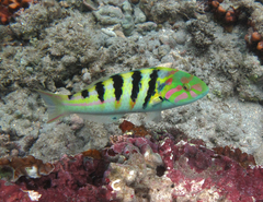 Sixbar Wrasse photo 5