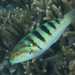 Sixbar Wrasse - Photo (c) Rickard Zerpe, some rights reserved (CC BY)