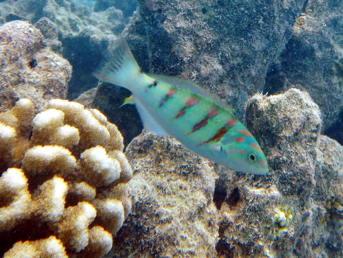 Sixbar Wrasse