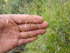 Carex capillaris, photograph (c) crothfels, some rights reserved (CC BY)