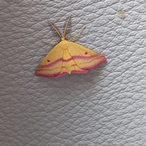 Chickweed Geometer Moth