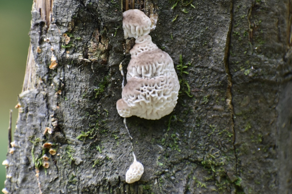 Oak mazegill · July 2026 · photo: Photo: (c) northerly, some rights reserved (CC BY) · iNaturalist