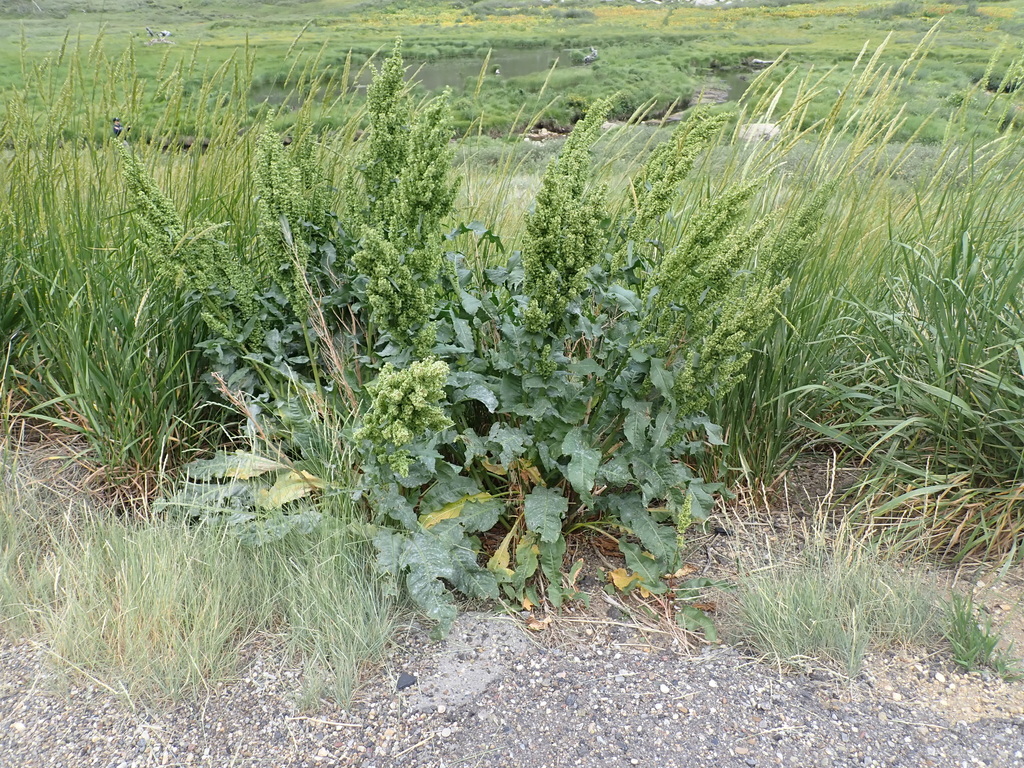 Rumex patientia; photograph (c) crothfels, some rights reserved (CC BY)