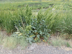 Rumex patientia