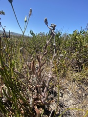 Dudleya attenuata
