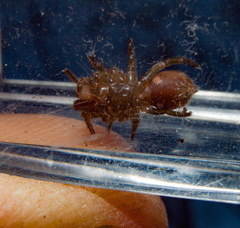 Atypidae