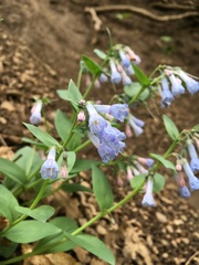 Mertensia oblongifolia