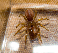 Atypidae