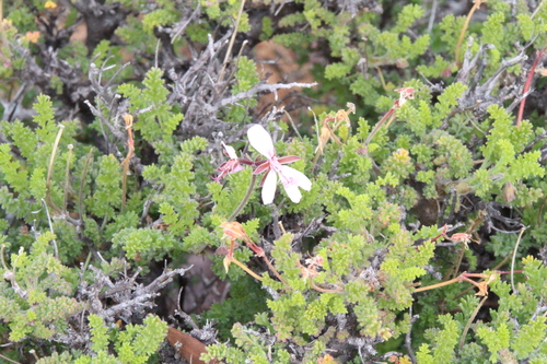 Pelargonium alternans, photograph 2