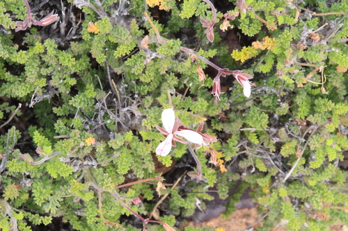 Pelargonium alternans, photograph 4
