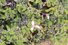 (c) Tony Rebelo, some rights reserved (CC BY-SA) Pelargonium alternans, photograph (c) Tony Rebelo, some rights reserved (CC BY-SA)