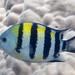 條紋豆娘魚 - Photo (c) Rickard Zerpe，保留部份權利CC BY