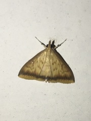 Sinibotys evenoralis