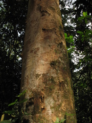 Senegalia polyphylla