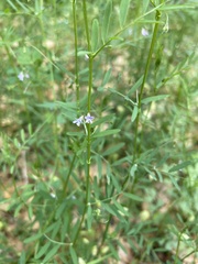Vicia tetrasperma