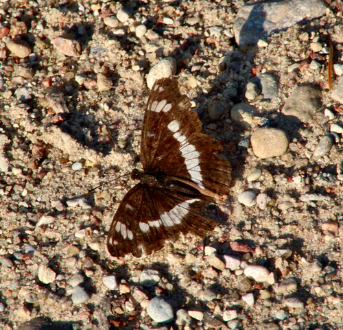 Eurasian White Admiral