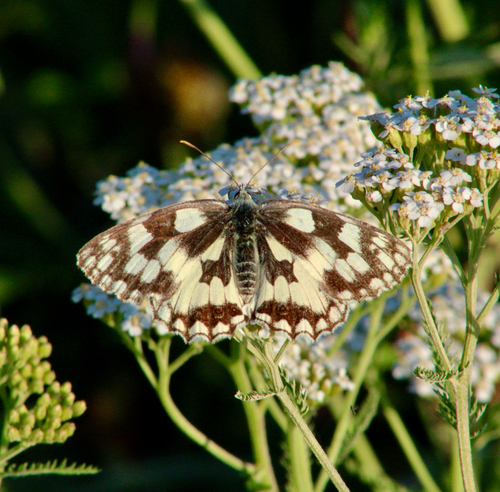 Marbled White