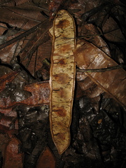 Senegalia polyphylla