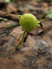 Senegalia polyphylla