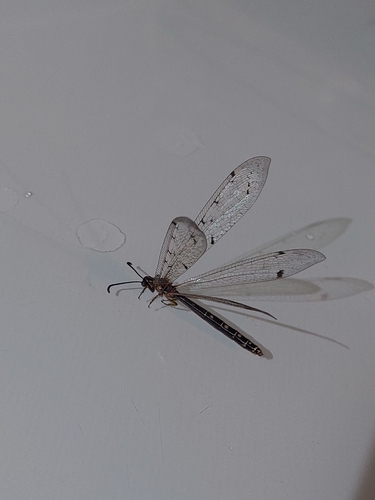 Four-spotted antlion
