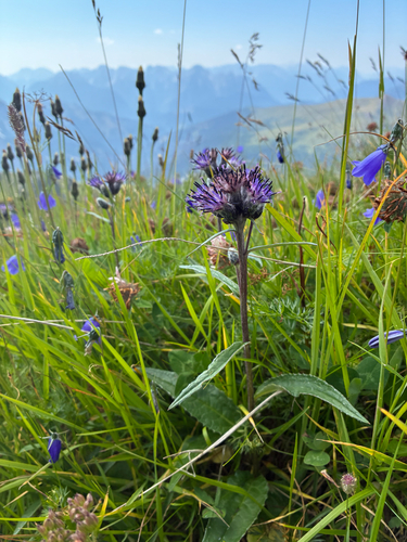 Saussurea alpina, photograph 6