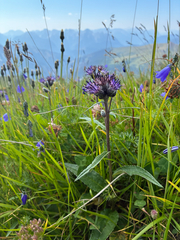 Saussurea alpina, photograph author not stated, no rights reserved