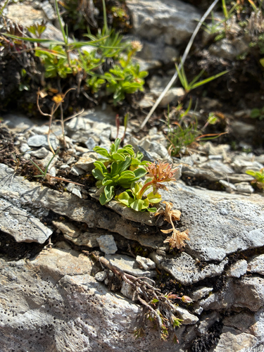 Valeriana supina, photograph 3