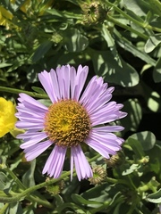 Erigeron glaucus