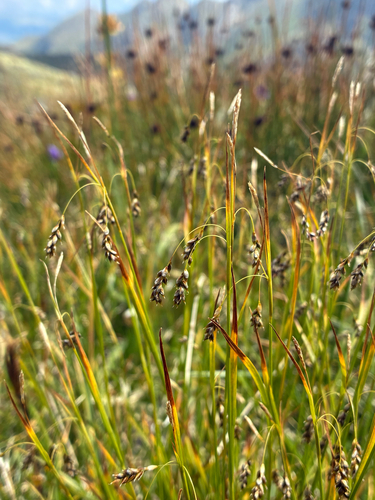 Carex capillaris, photograph 5