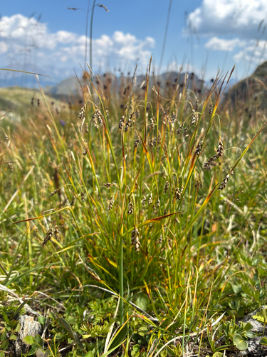 Carex capillaris, photograph 4