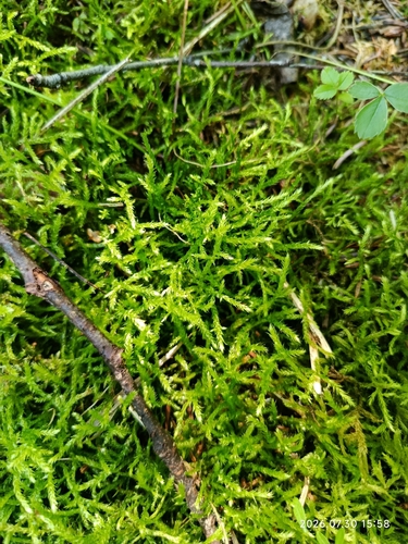 Brachythecium salebrosum observed 2026-07-30