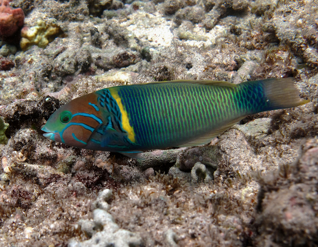 Goldbar Wrasse