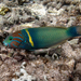 Goldbar Wrasse - Photo (c) 
Philippe Bourjon, some rights reserved (CC BY-SA)