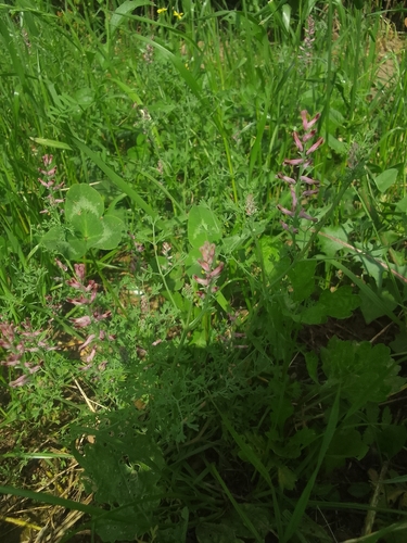 Наблюдение на iNaturalist