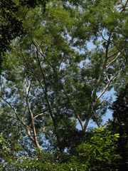 Senegalia polyphylla