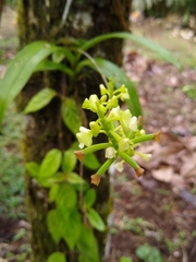 Polystachya concreta