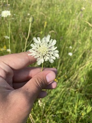 Scabiosa bipinnata, photograph (c) Илья Руденко, some rights reserved (CC BY)