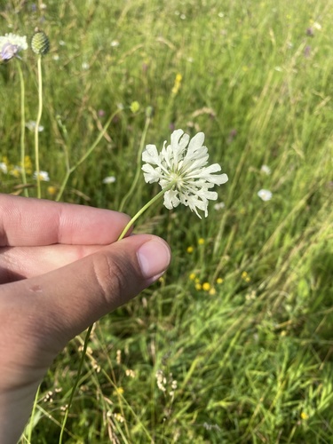 Scabiosa bipinnata, photograph 5