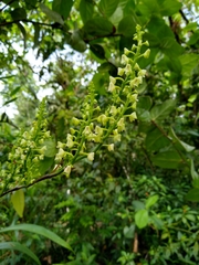 Polystachya concreta