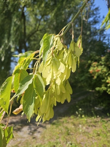 box elder