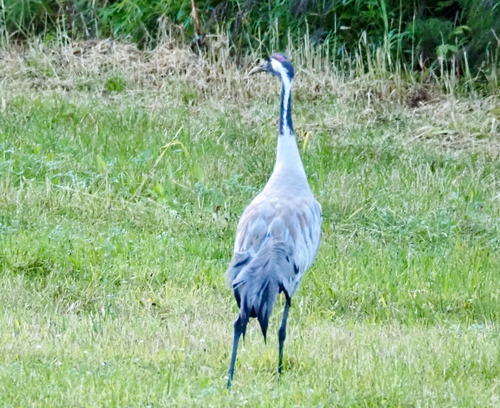 Common Crane