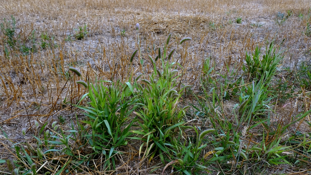 Kê – Setaria italica