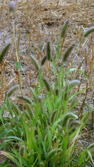 Setaria italica