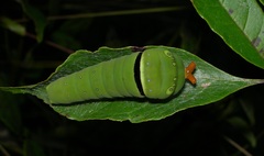 Papilio multicaudata grandiosus