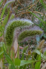 author not stated, no rights reserved Setaria italica, photograph author not stated, no rights reserved
