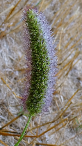 Setaria italica, photograph 4
