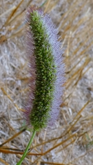 author not stated, no rights reserved Setaria italica, photograph author not stated, no rights reserved