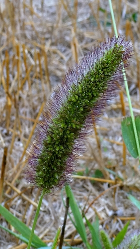 Setaria italica, photograph 2