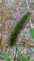 author not stated, no rights reserved Setaria italica, photograph author not stated, no rights reserved