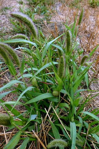 Setaria italica, photograph 5
